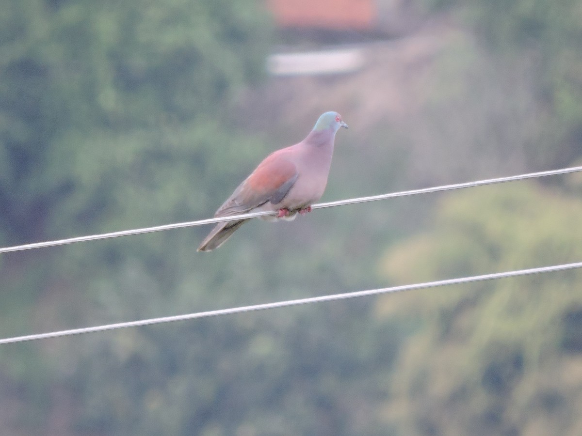 Pale-vented Pigeon - ML647233337