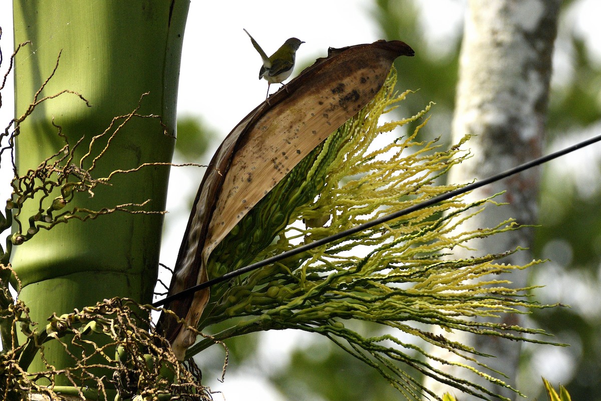 Terzikuşu - ML647233339