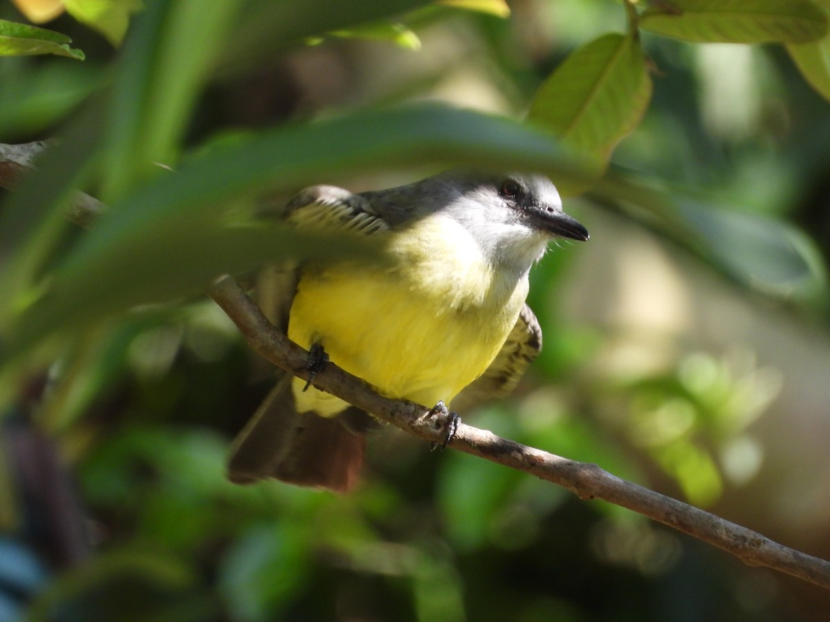 Tropical Kingbird - ML647233346