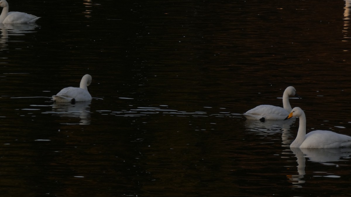 Лебідь чорнодзьобий (підвид columbianus) - ML647233363