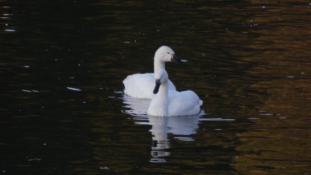 Лебідь чорнодзьобий (підвид columbianus) - ML647233365