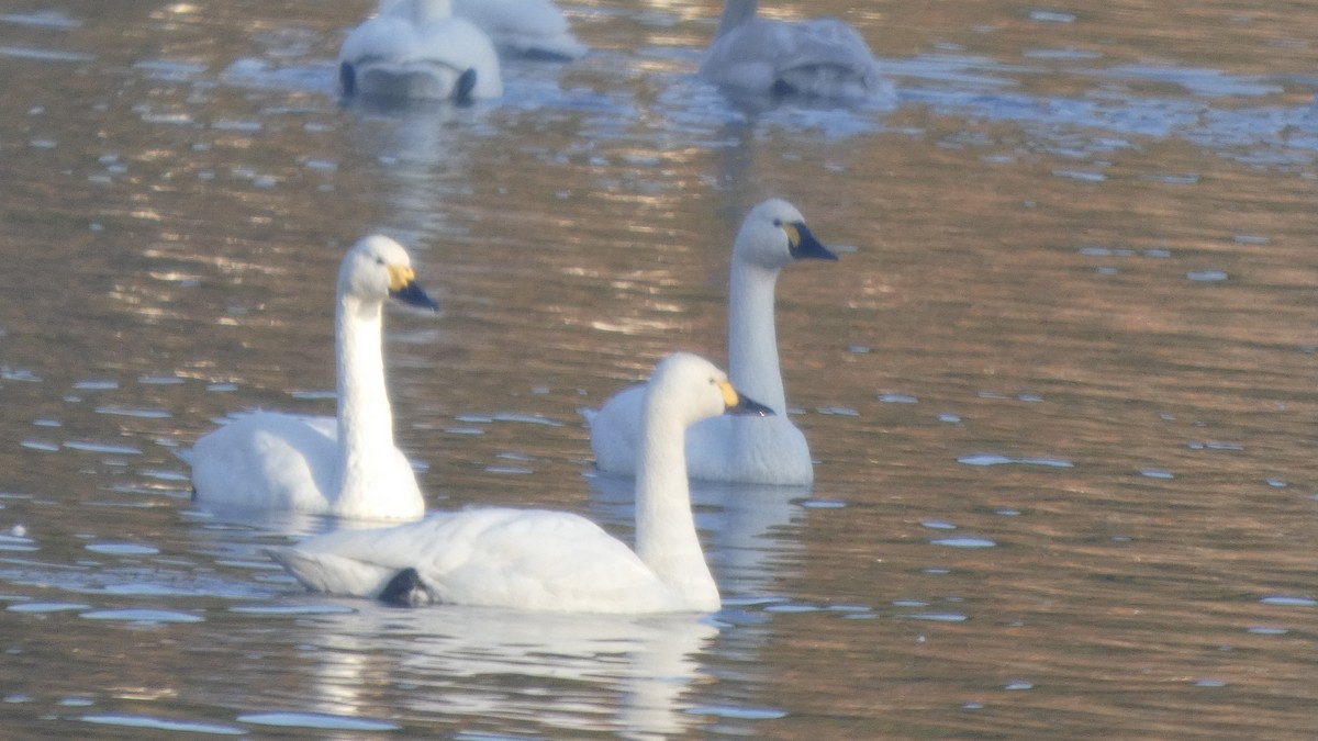 Лебідь чорнодзьобий (підвид columbianus) - ML647233369