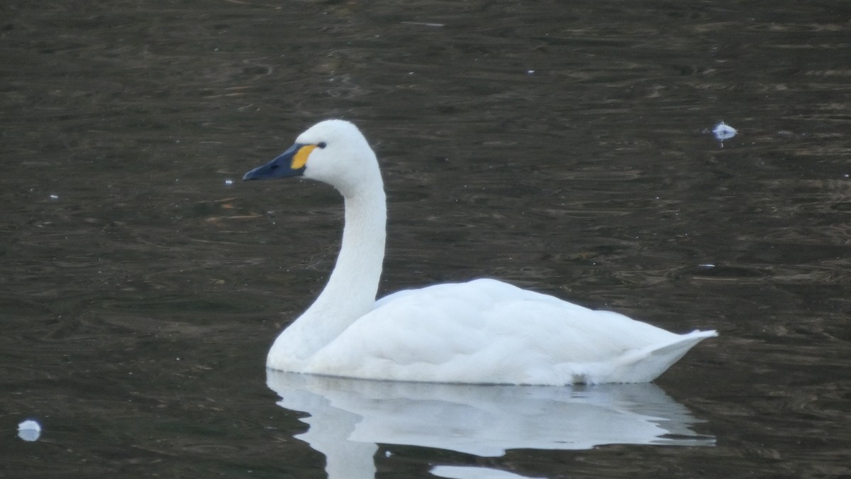Лебідь чорнодзьобий (підвид columbianus) - ML647233370