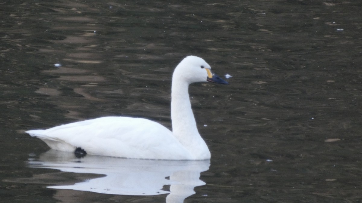 Лебідь чорнодзьобий (підвид columbianus) - ML647233371