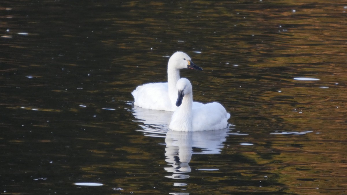 Лебідь чорнодзьобий (підвид columbianus) - ML647233373