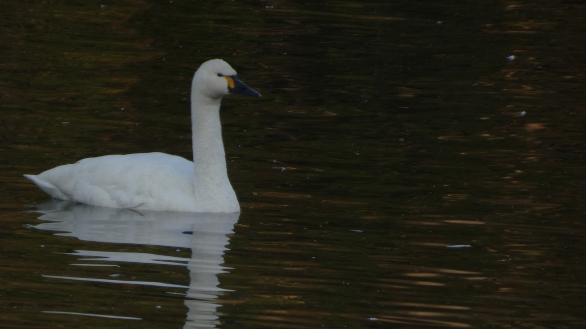 Лебідь чорнодзьобий (підвид columbianus) - ML647233374