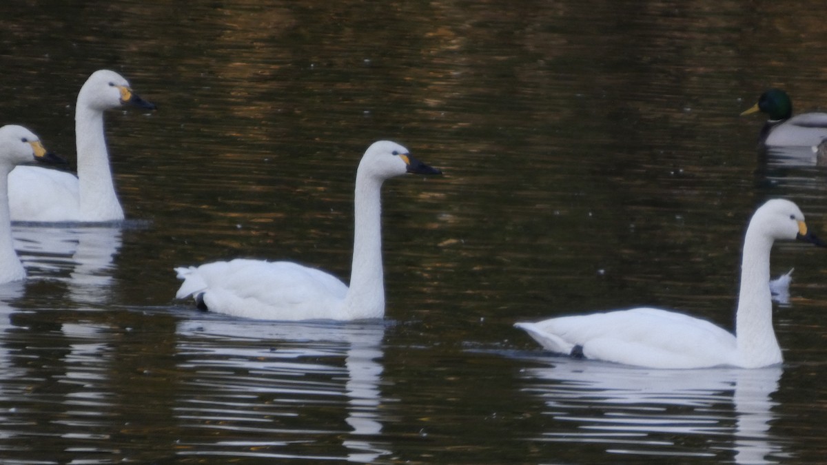 Лебідь чорнодзьобий (підвид columbianus) - ML647233375