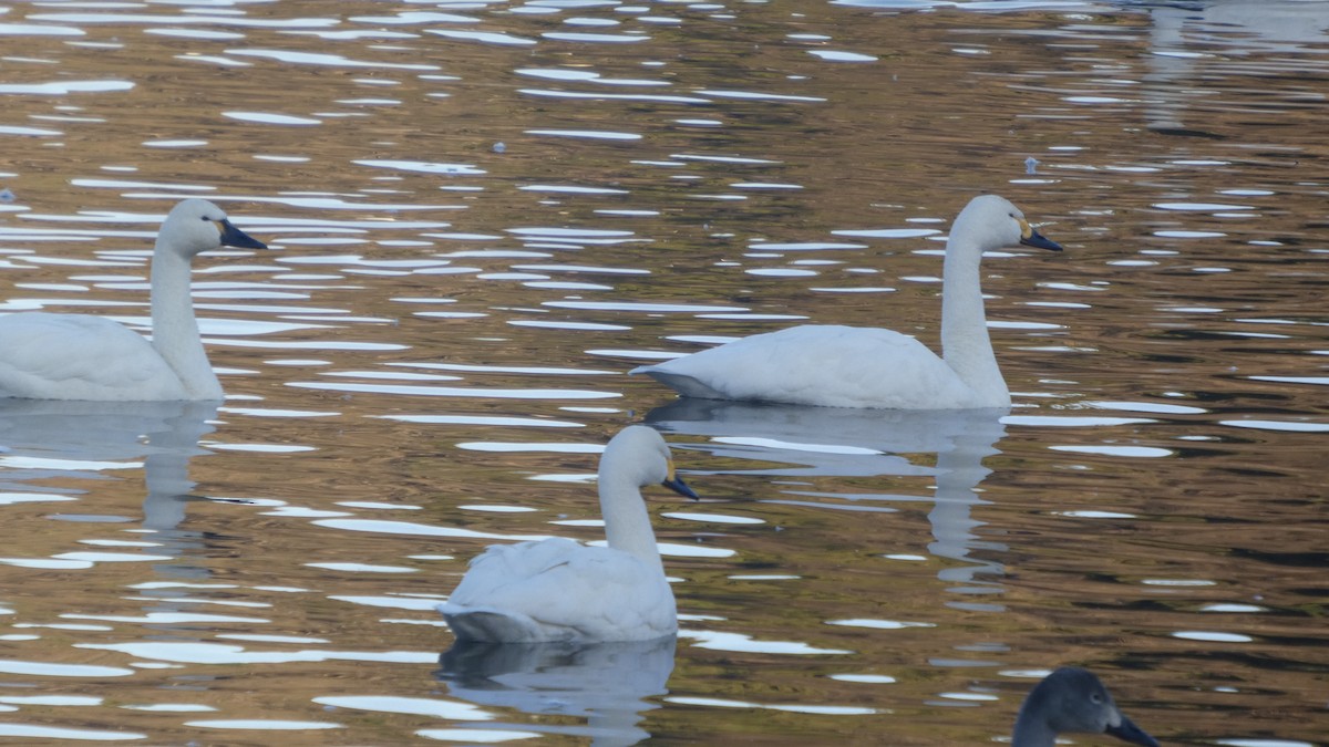 Лебідь чорнодзьобий (підвид columbianus) - ML647233376
