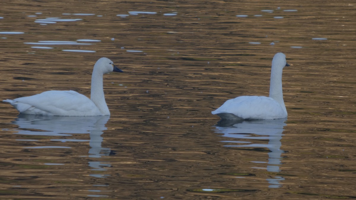 Лебідь чорнодзьобий (підвид columbianus) - ML647233377