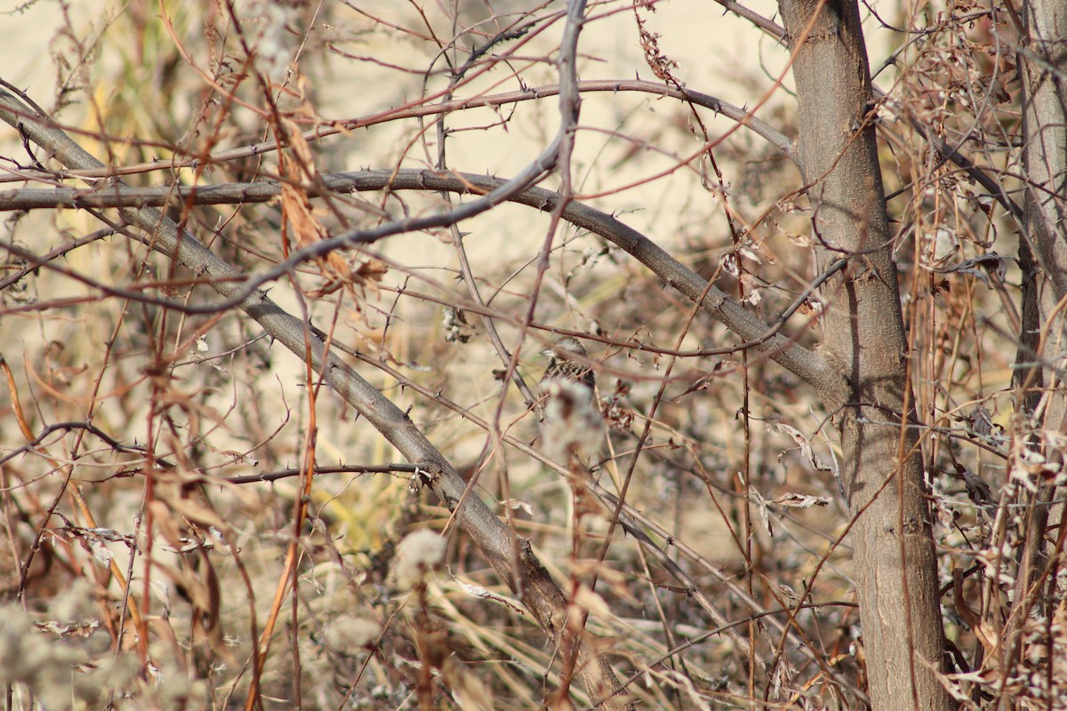 new world sparrow sp. - ML647233382