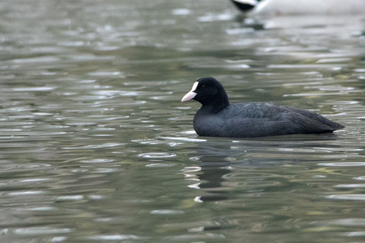 Eurasian Coot - ML647233392