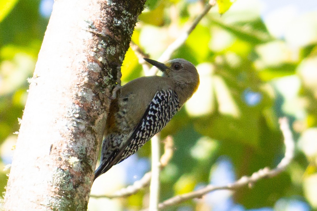 Hoffmann's Woodpecker - ML647233401