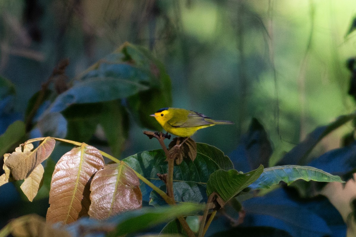 lesňáček čepičatý - ML647233405