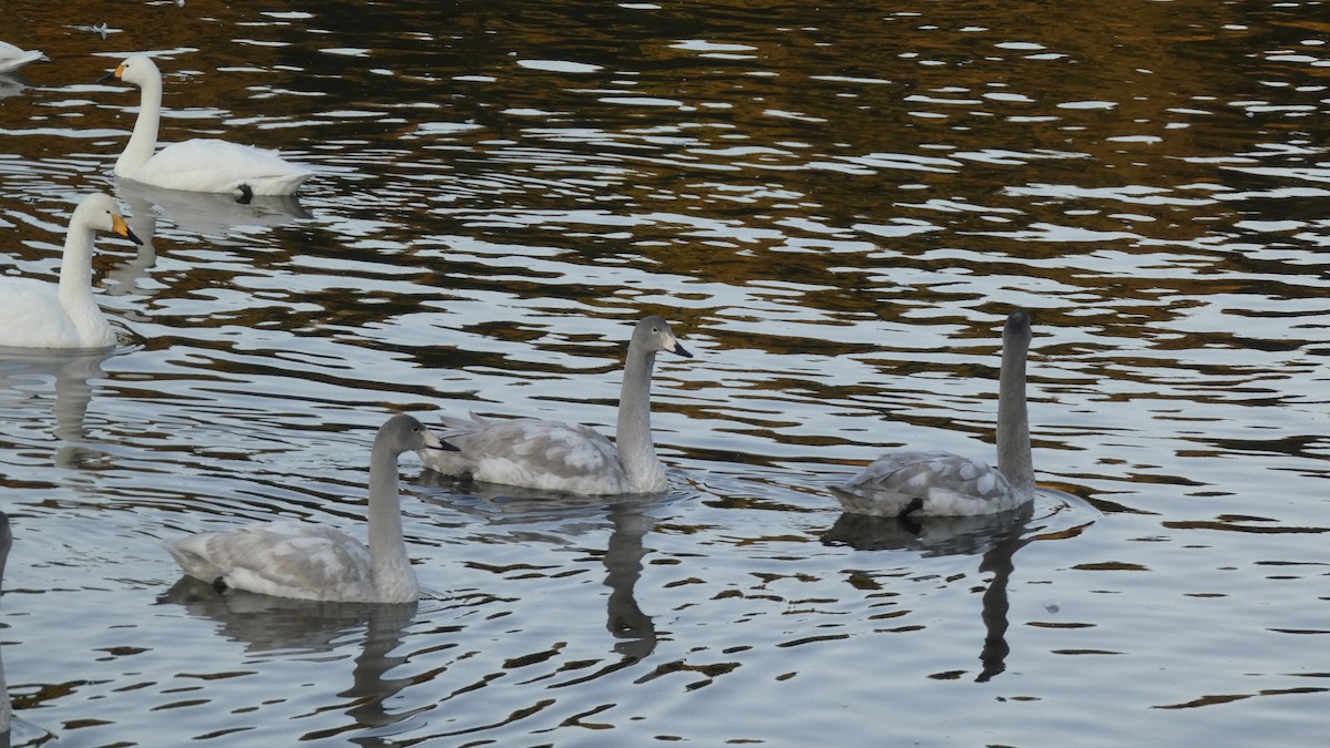 Лебідь-кликун - ML647233410