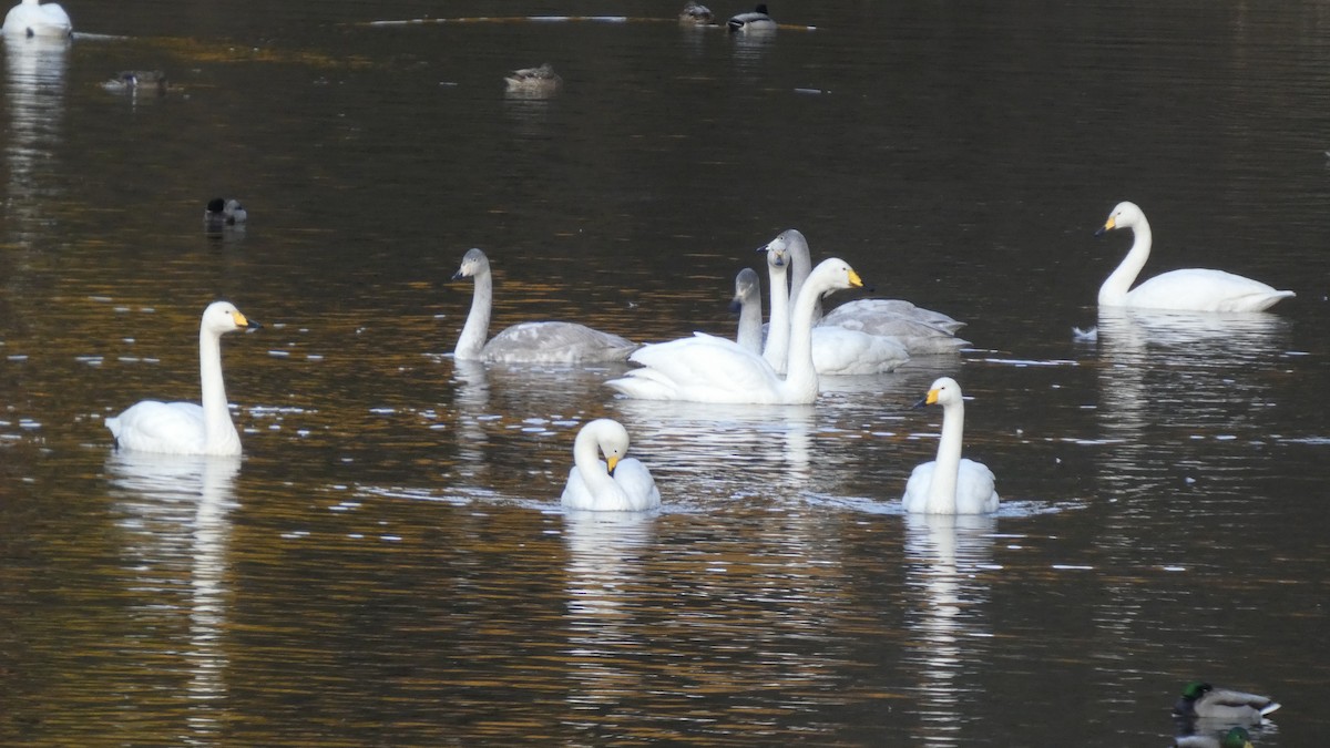 Лебідь-кликун - ML647233411