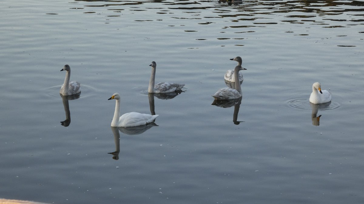 Лебідь-кликун - ML647233412