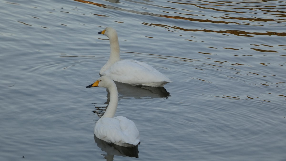 Лебідь-кликун - ML647233413