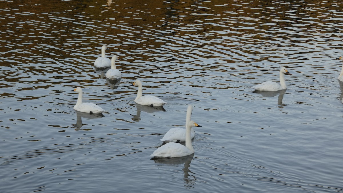 Лебідь-кликун - ML647233414