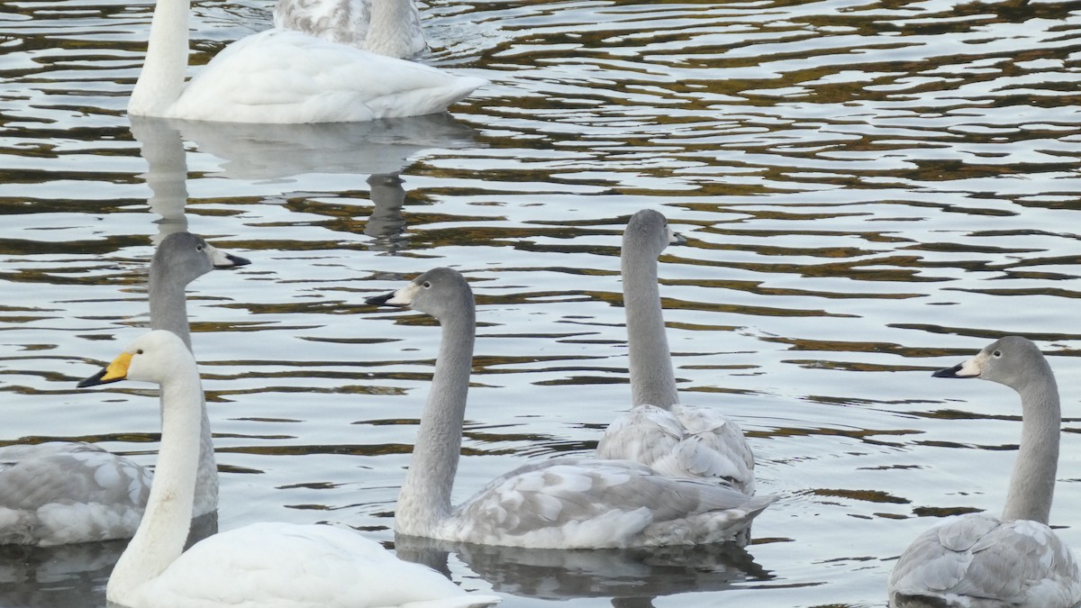Лебідь-кликун - ML647233415
