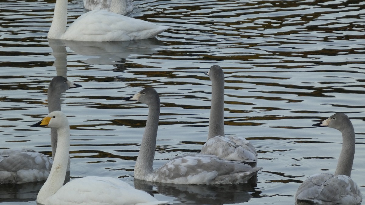 Лебідь-кликун - ML647233416