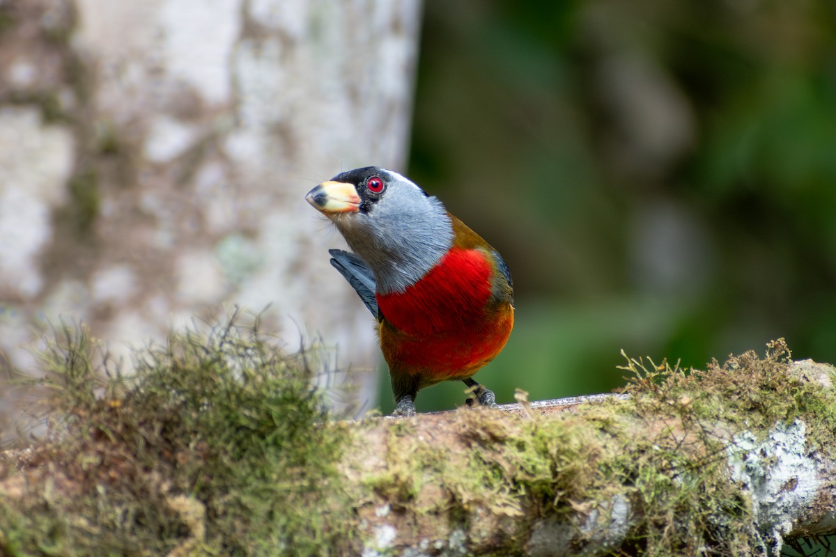 Toucan Barbet - ML647233432