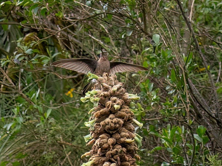 Giant Hummingbird - ML647233437