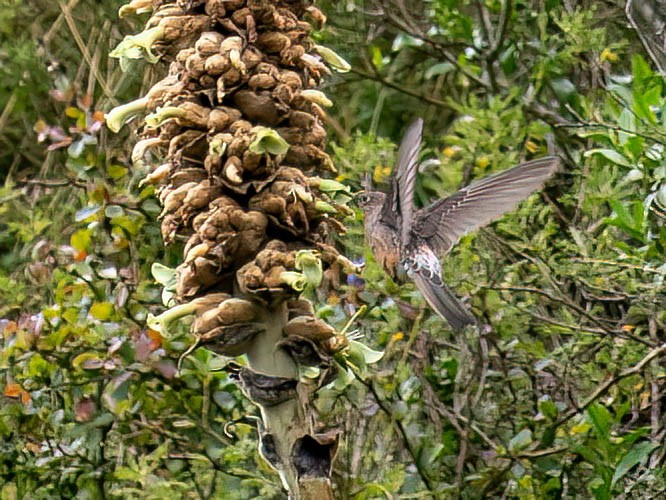 Giant Hummingbird - ML647233439