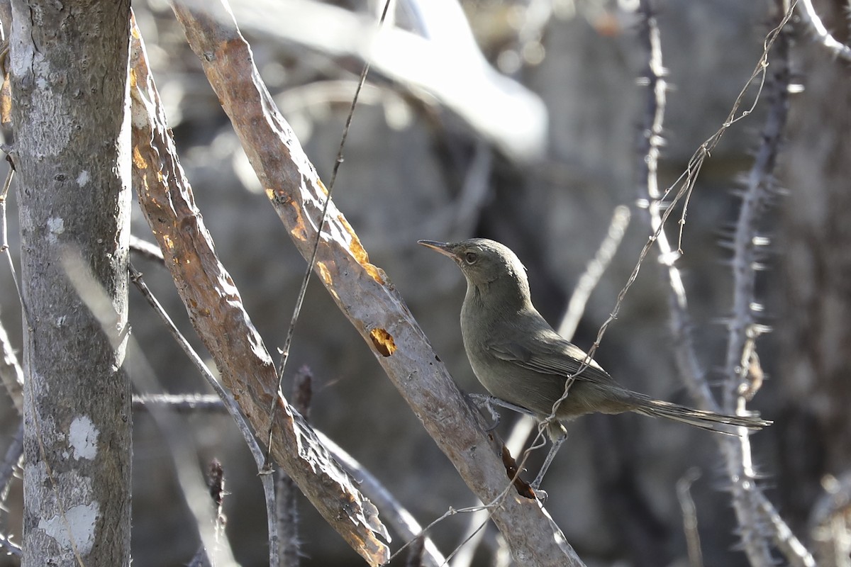 Malagasy Brush-Warbler - ML647233449