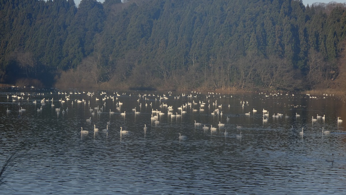 Лебідь чорнодзьобий/лебідь-кликун - ML647233451
