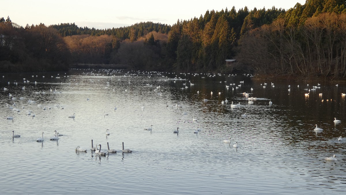 Лебідь чорнодзьобий/лебідь-кликун - ML647233452