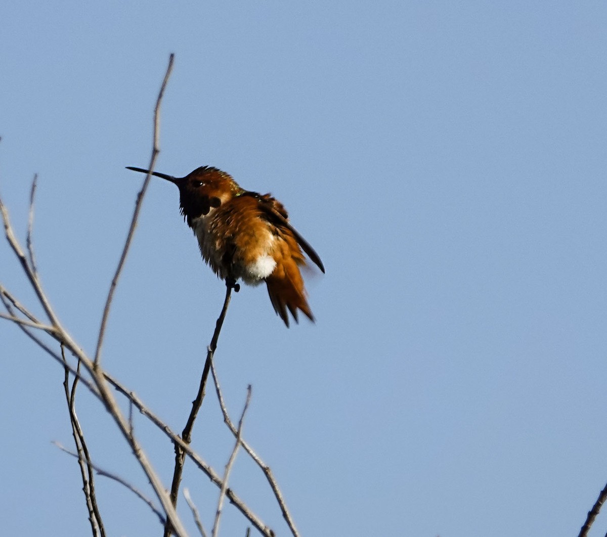 Allen Kolibrisi - ML647233457