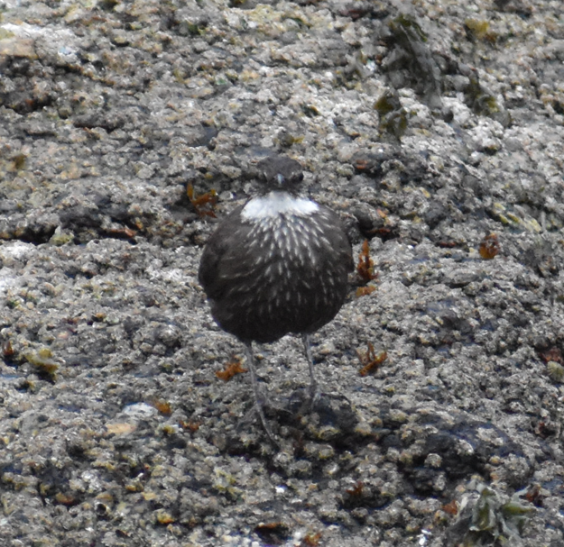 Seaside Cinclodes - ML647233458