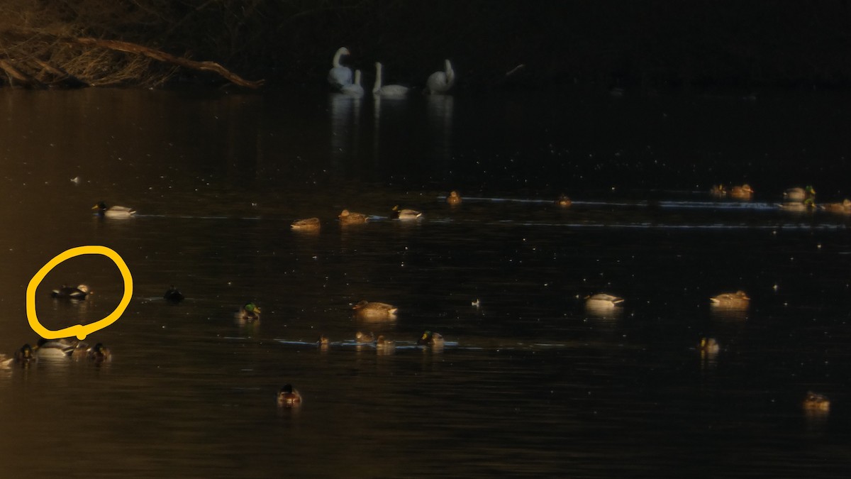 Крижень китайський - ML647233461