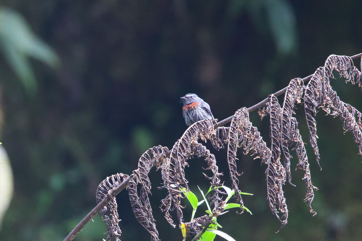 Maroon-belted Chat-Tyrant - ML647233462