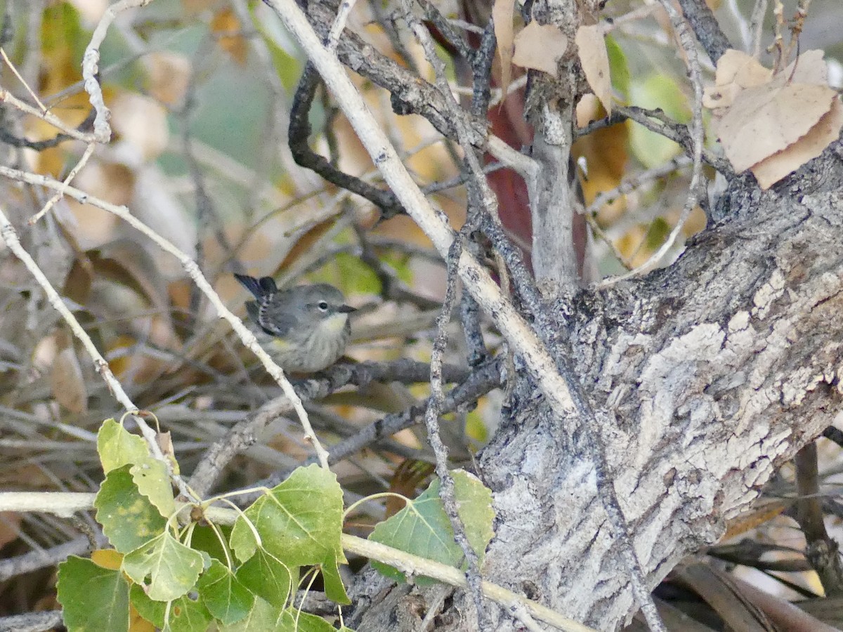 Yellow-rumped Warbler - ML647233463