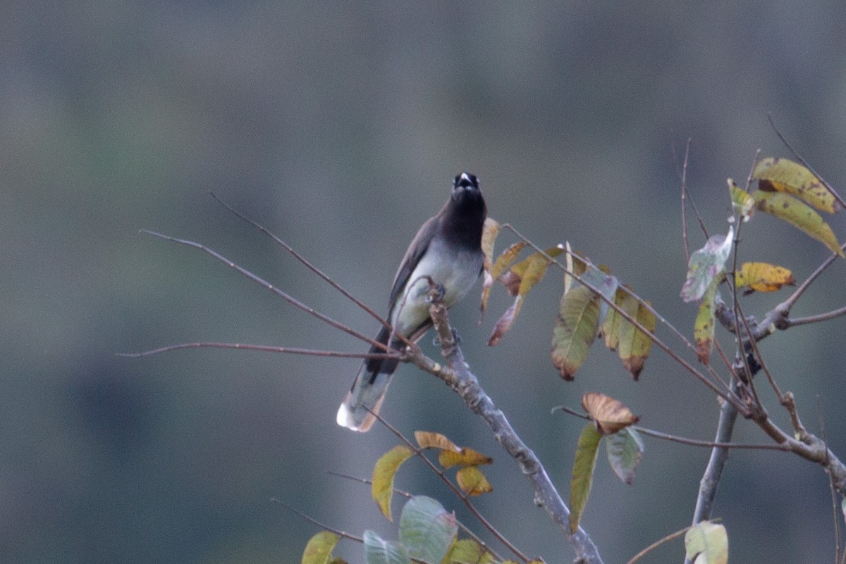 sojka hnědá - ML647233465