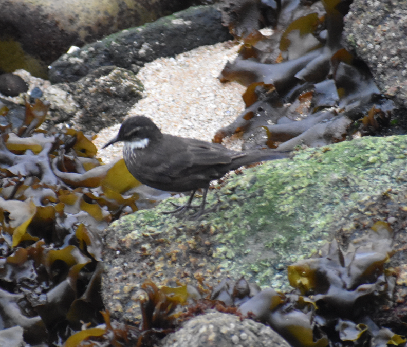 Seaside Cinclodes - ML647233468