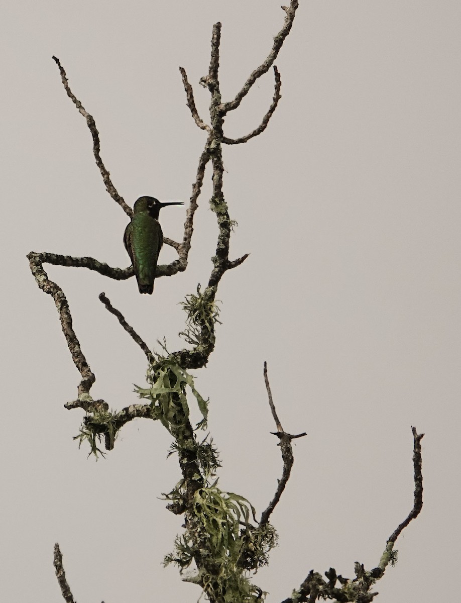 Anna Kolibrisi - ML647233469