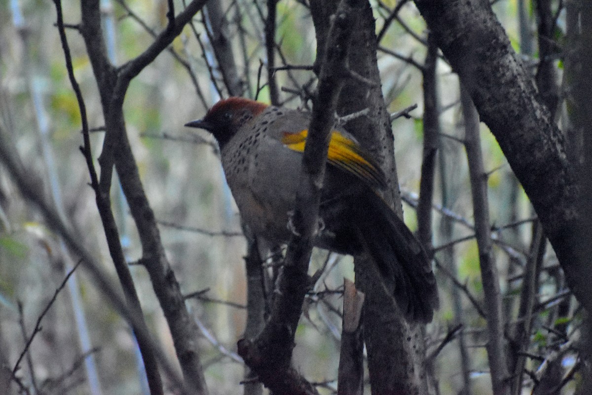 Rotscheitelhäherling - ML647233472