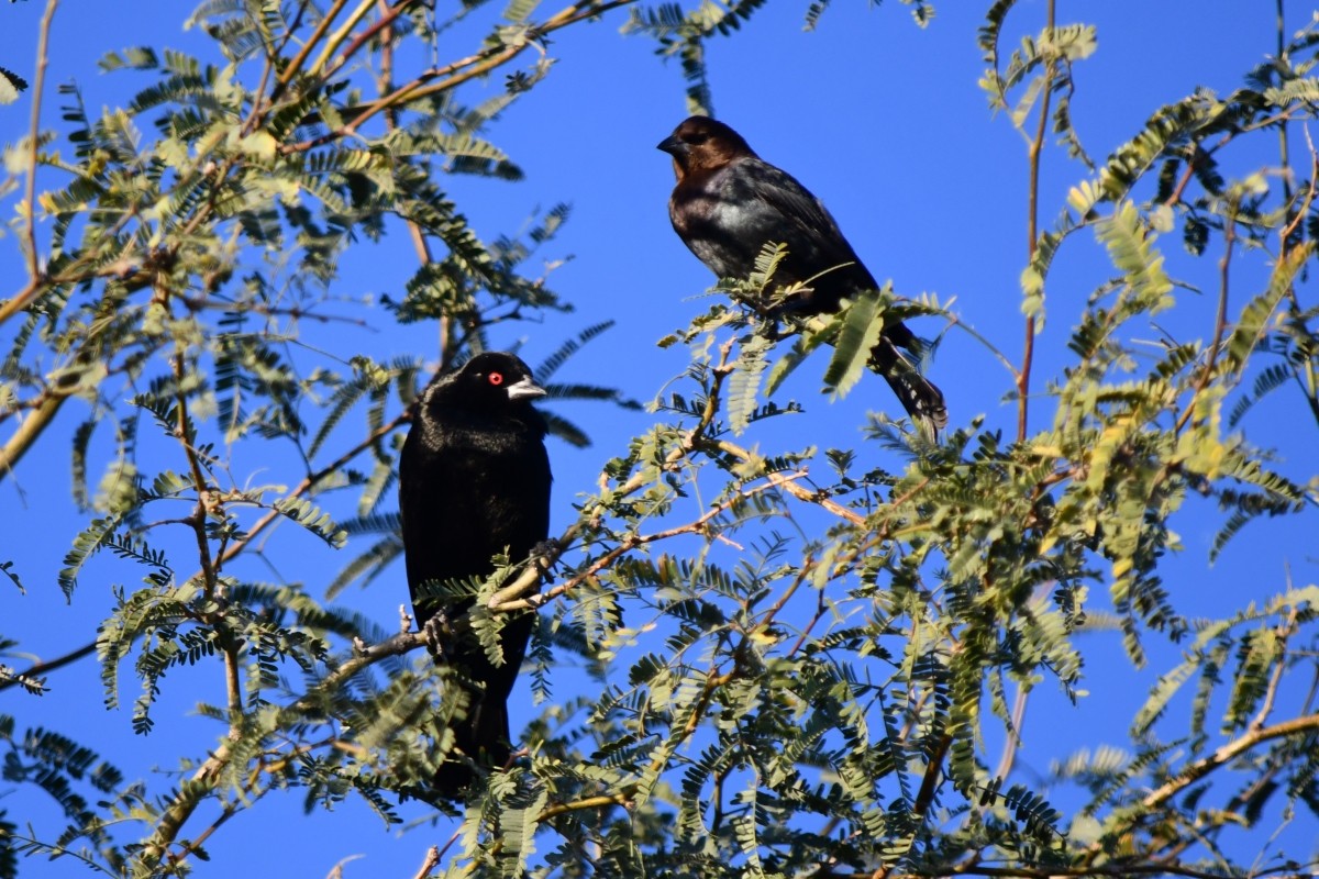 Красноглазый трупиал - ML647233475