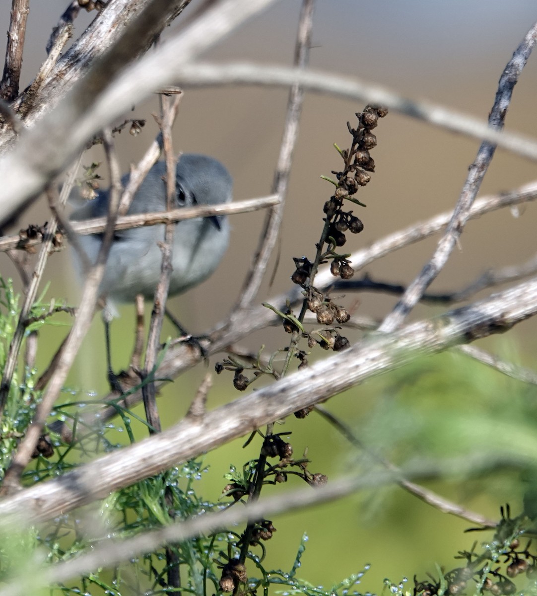 Gökrengi Bitkuşu - ML647233481