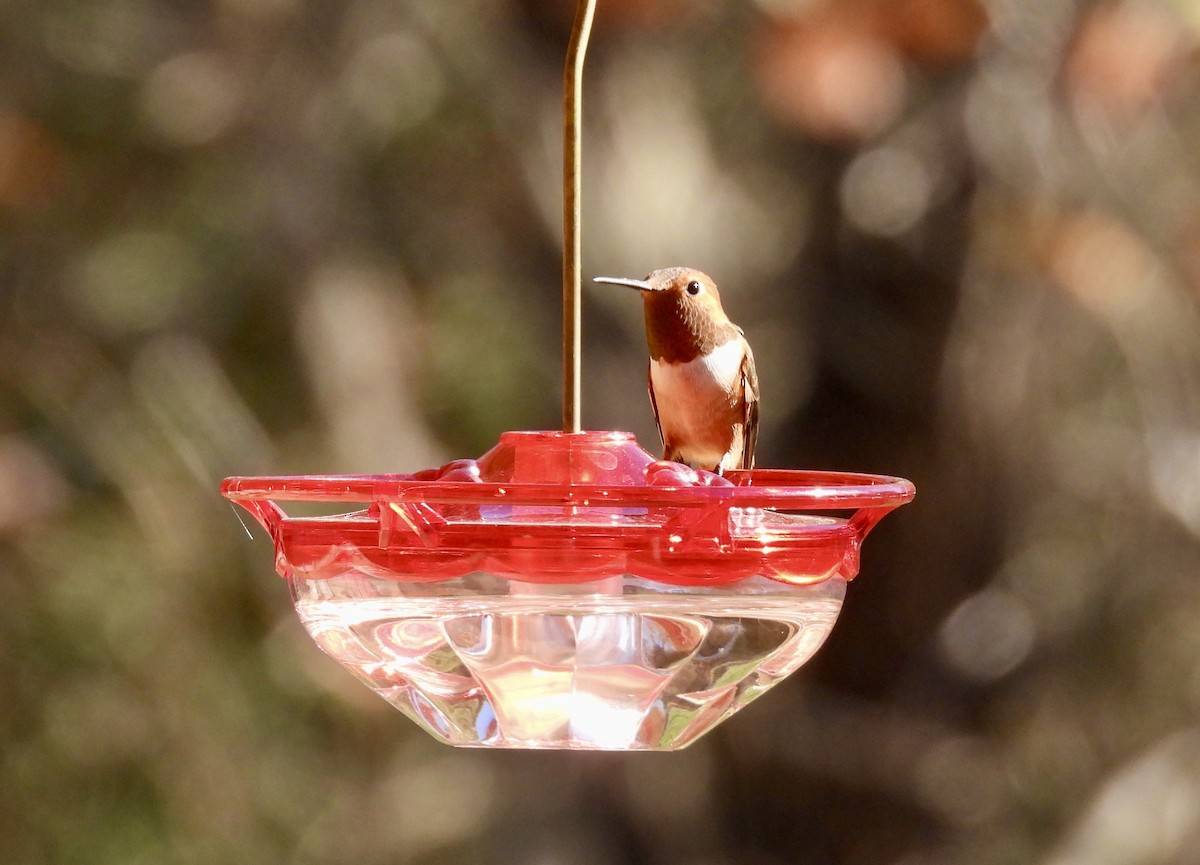 Rufous Hummingbird - ML647233496