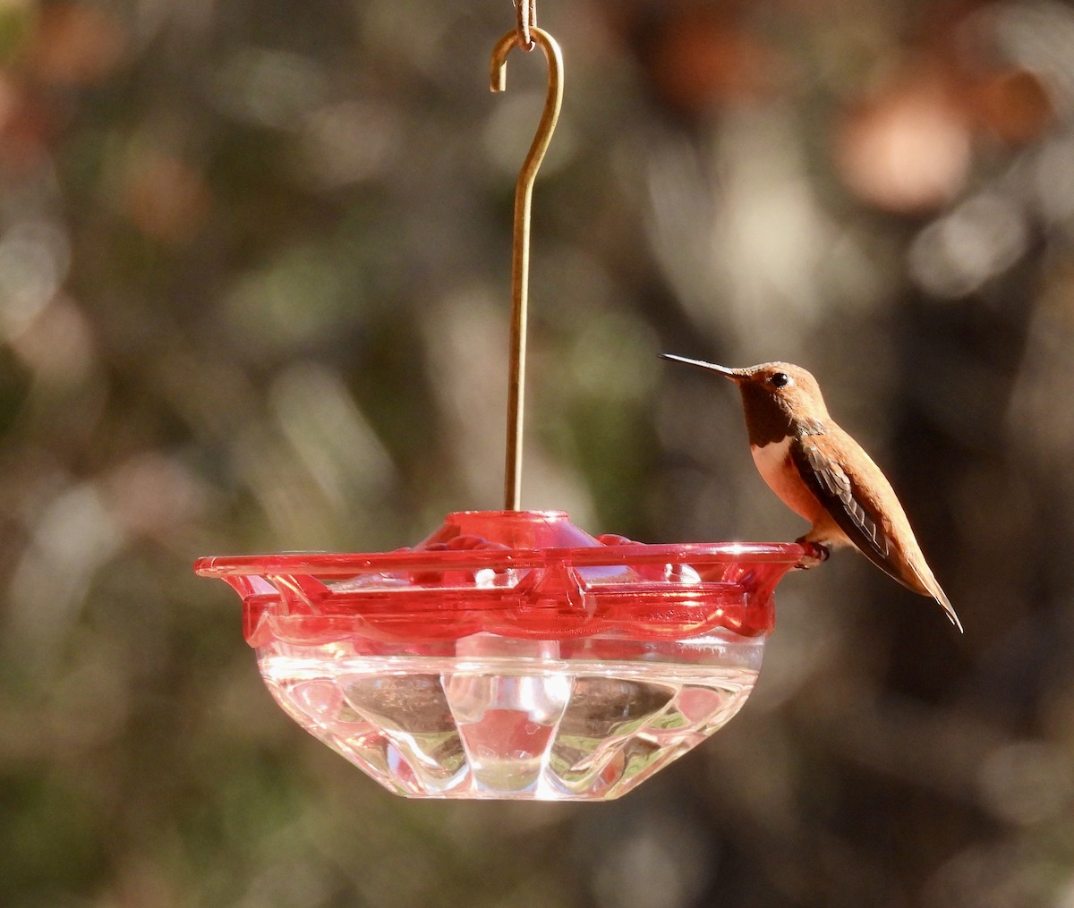 Rufous Hummingbird - ML647233497