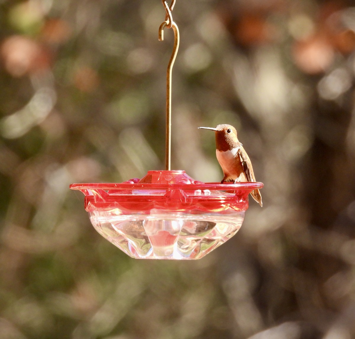 Rufous Hummingbird - ML647233498