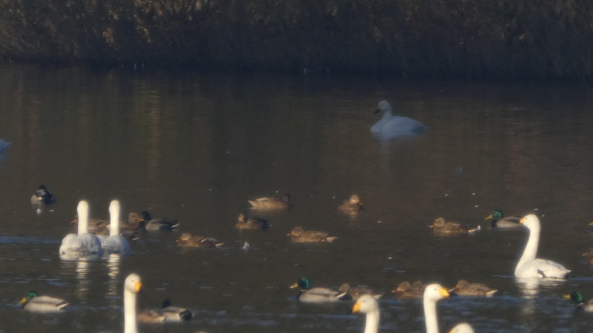 Крижень звичайний - ML647233499