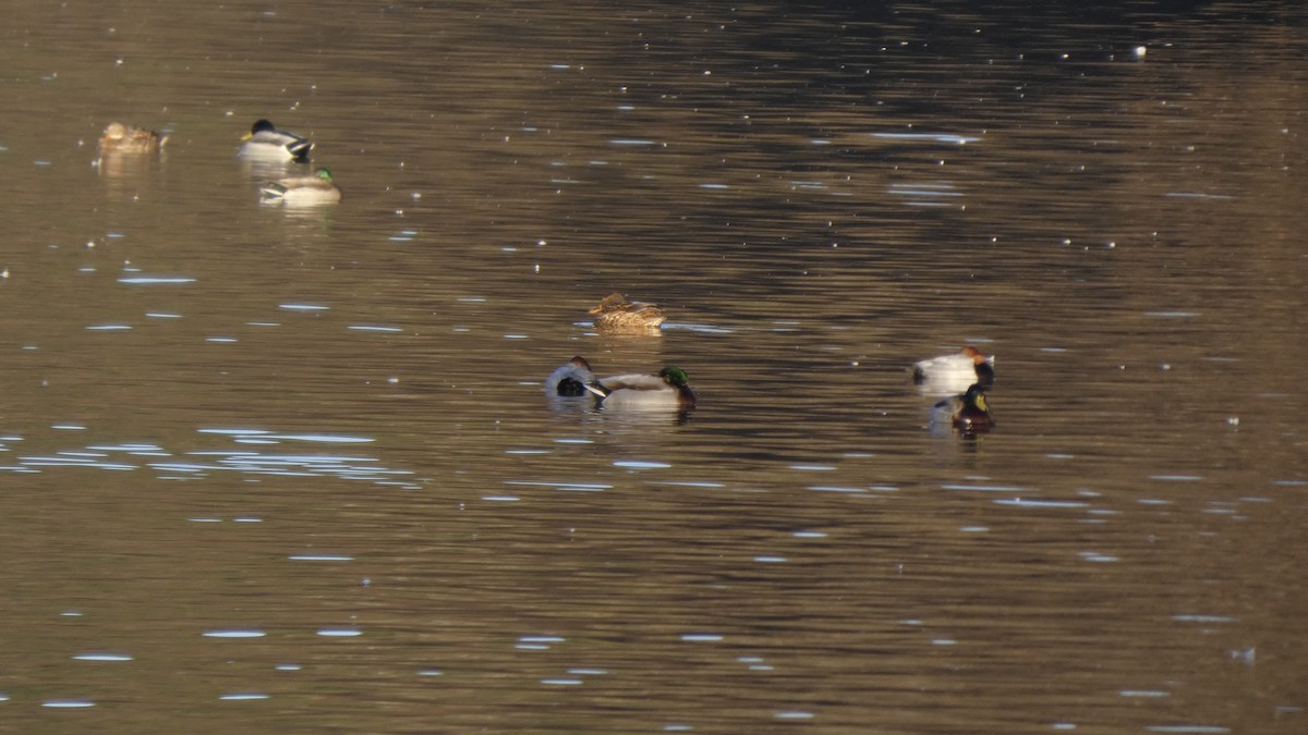 Крижень звичайний - ML647233500