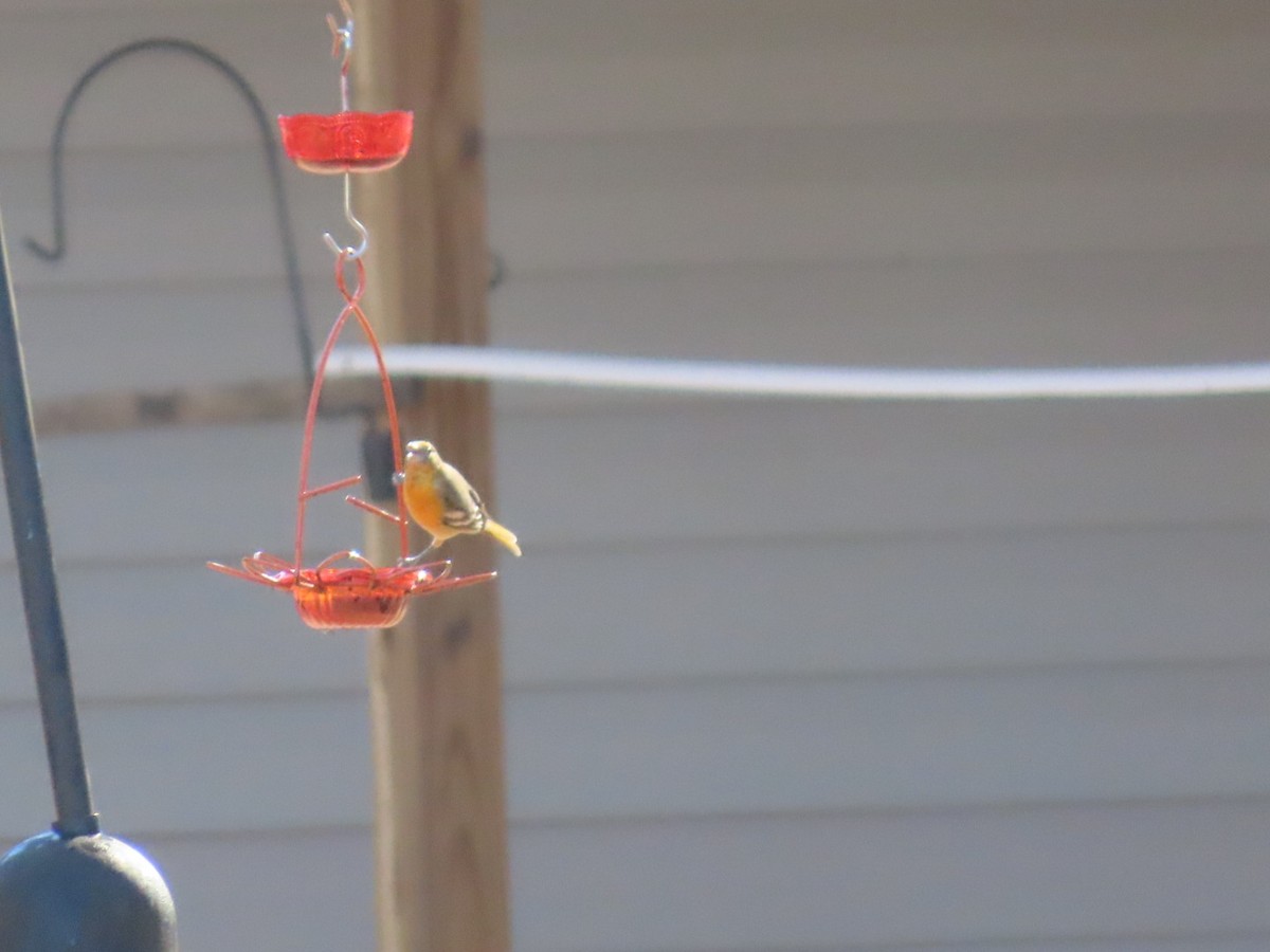 ボルチモアムクドリモドキ - ML647233503