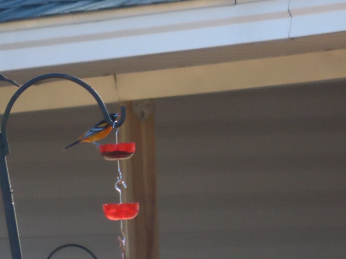 ボルチモアムクドリモドキ - ML647233504