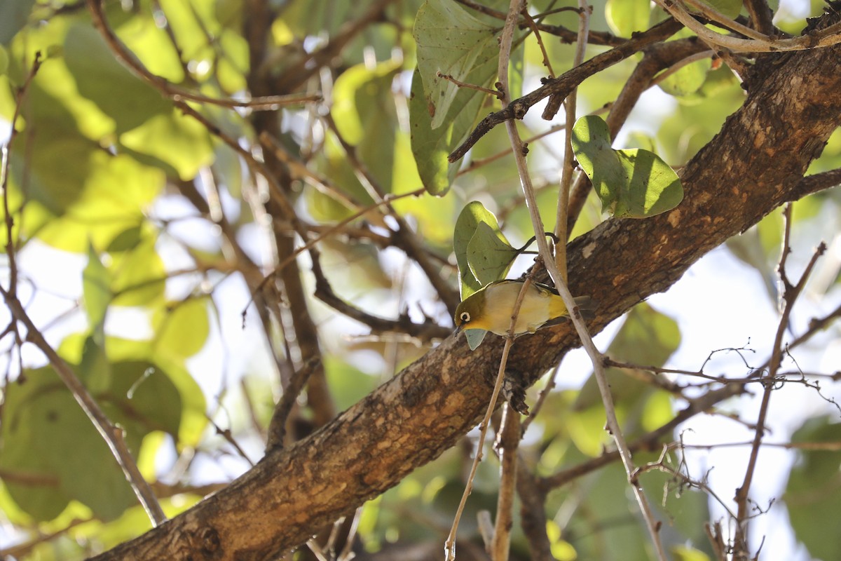 Malagasy White-eye - ML647233508