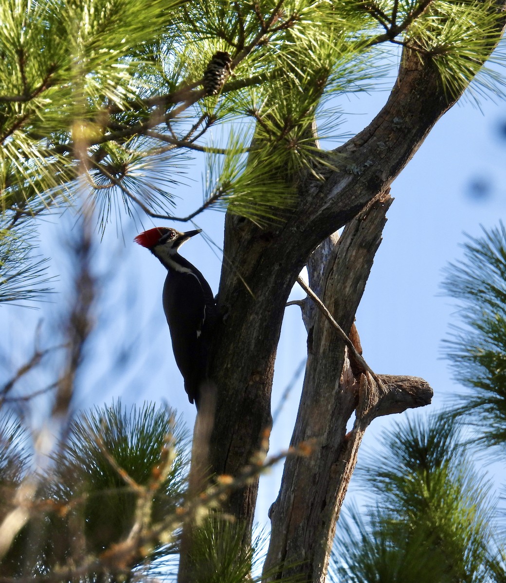 Pileated Woodpecker - ML647233519
